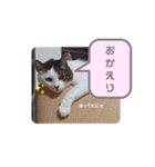 にゃんた・ちょび・てん（個別スタンプ：8）