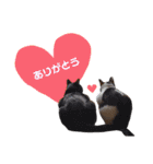 にゃんた・ちょび・てん（個別スタンプ：9）