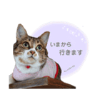 にゃんた・ちょび・てん（個別スタンプ：11）