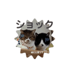 にゃんた・ちょび・てん（個別スタンプ：13）