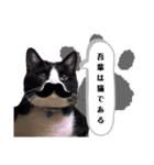 にゃんた・ちょび・てん（個別スタンプ：15）