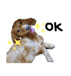 こむぎちゃーん！（個別スタンプ：3）