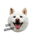 柴犬BAY（個別スタンプ：1）