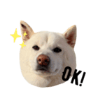 柴犬BAY（個別スタンプ：3）