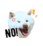 柴犬BAY（個別スタンプ：4）