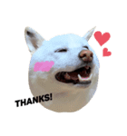 柴犬BAY（個別スタンプ：6）