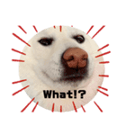 柴犬BAY（個別スタンプ：7）