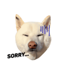 柴犬BAY（個別スタンプ：8）