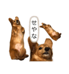 ✳︎セブン✳︎（個別スタンプ：15）