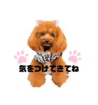 トイプードルぷりんのスタンプ4（個別スタンプ：6）