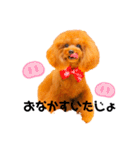 トイプードルぷりんのスタンプ4（個別スタンプ：16）
