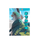 我が家のわんこ(あられ・くうVer.)1（個別スタンプ：2）