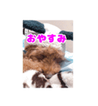 我が家のわんこ(あられ・くうVer.)1（個別スタンプ：6）