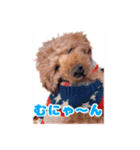 我が家のわんこ(あられ・くうVer.)1（個別スタンプ：7）