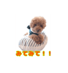 我が家のわんこ(あられ・くうVer.)1（個別スタンプ：8）