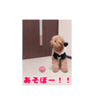 我が家のわんこ(あられ・くうVer.)1（個別スタンプ：9）