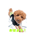 我が家のわんこ(あられ・くうVer.)1（個別スタンプ：10）