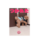 我が家のわんこ(あられ・くうVer.)1（個別スタンプ：11）