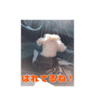我が家のわんこ(あられ・くうVer.)1（個別スタンプ：12）