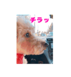 我が家のわんこ(あられ・くうVer.)1（個別スタンプ：13）