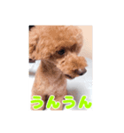 我が家のわんこ(あられ・くうVer.)1（個別スタンプ：14）
