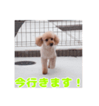 我が家のわんこ(あられ・くうVer.)1（個別スタンプ：15）