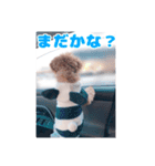 我が家のわんこ(あられ・くうVer.)1（個別スタンプ：16）