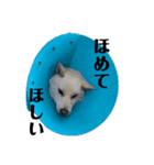 若干使い勝手がよくなった白柴ハクスタンプ（個別スタンプ：9）