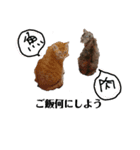 haotui-nyako2（個別スタンプ：1）
