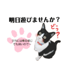 haotui-nyako2（個別スタンプ：3）