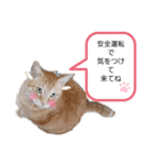 haotui-nyako2（個別スタンプ：7）