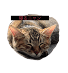 ねこだって喋るニャン（個別スタンプ：2）