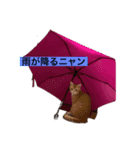 ねこだって喋るニャン（個別スタンプ：3）