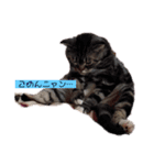 ねこだって喋るニャン（個別スタンプ：4）