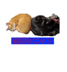 ねこだって喋るニャン（個別スタンプ：5）