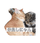 ねこだって喋るニャン（個別スタンプ：6）