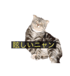 ねこだって喋るニャン（個別スタンプ：7）