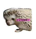 ちくちくたわし（個別スタンプ：1）