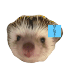 ちくちくたわし（個別スタンプ：2）