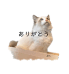 ラグドール のだいふくスタンプ（個別スタンプ：7）