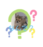 チワワのつぶちゃん（個別スタンプ：4）