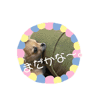 チワワのつぶちゃん（個別スタンプ：10）
