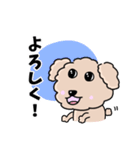 トイプードルの食いしん坊レオくん（個別スタンプ：5）
