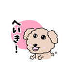 トイプードルの食いしん坊レオくん（個別スタンプ：17）