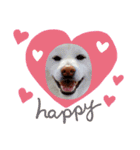 柴犬BAY2（個別スタンプ：1）