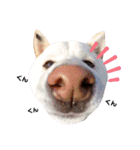 柴犬BAY2（個別スタンプ：2）