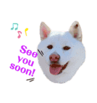 柴犬BAY2（個別スタンプ：4）