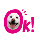 柴犬BAY2（個別スタンプ：5）