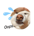 柴犬BAY2（個別スタンプ：8）