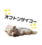 柴犬BAY2（個別スタンプ：10）